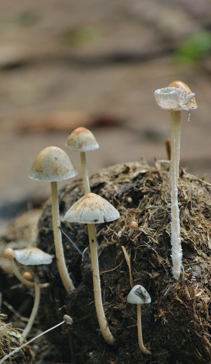 Vertical close-up of wild mushrooms sprouting on damp forest floor, highlighting natural growth.