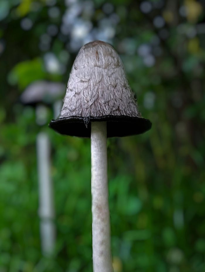Detailed view of an inky cap mushroom in natural surroundings, showcasing its texture and fragility.