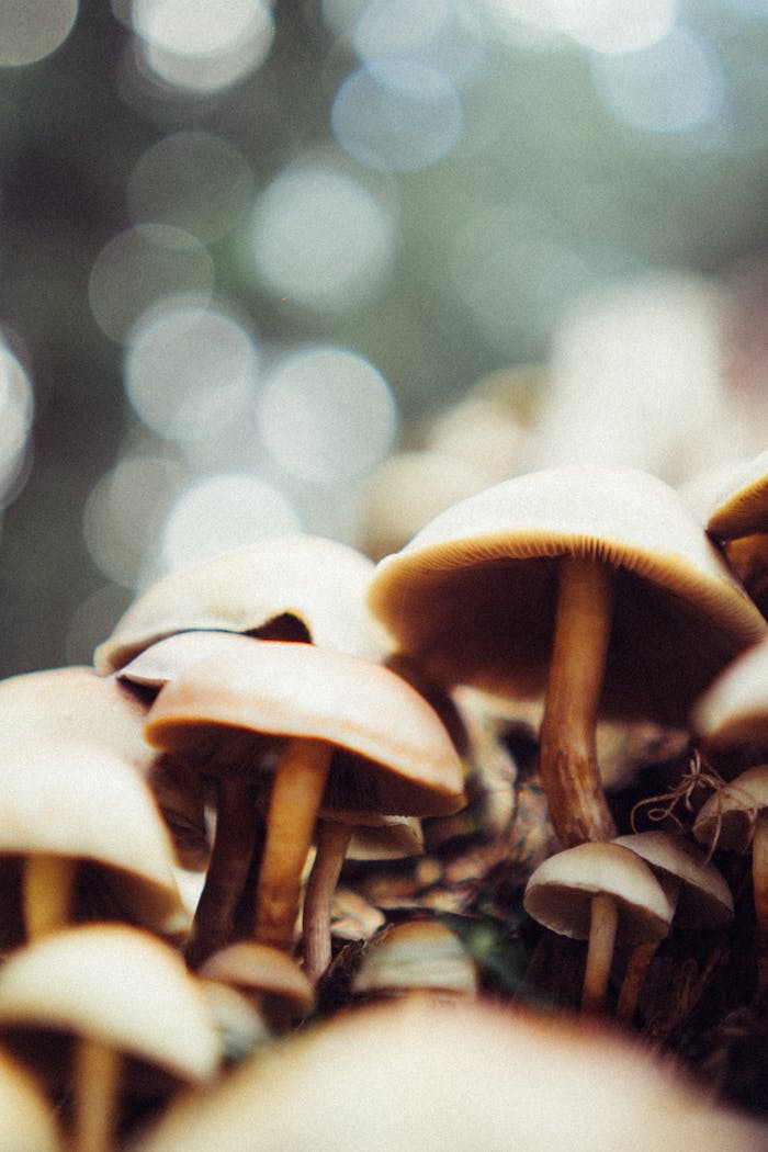 A soft-focused close-up of natural mushrooms in their habitat, showcasing delicate textures and warm tones.