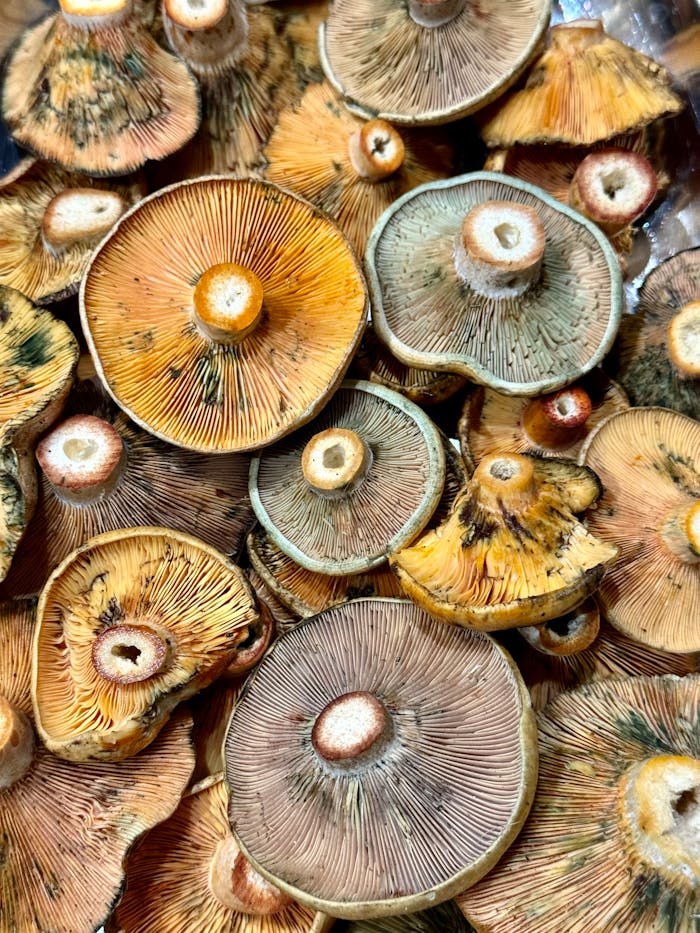 A collection of fresh mushrooms showcased in a close-up flat lay view.
