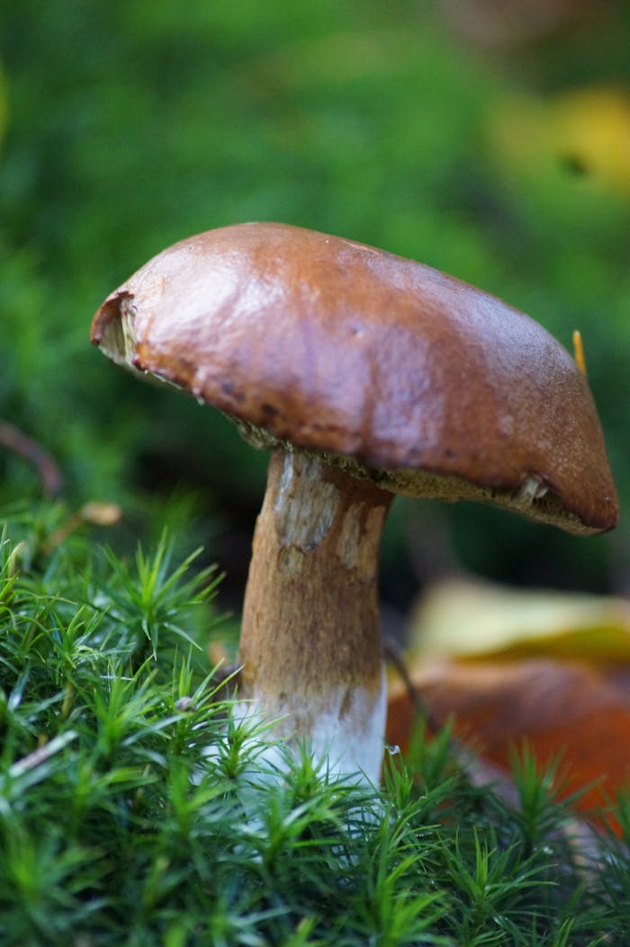 Detailed image of a brown mushroom in a lush green forest environment, showcasing natural textures.