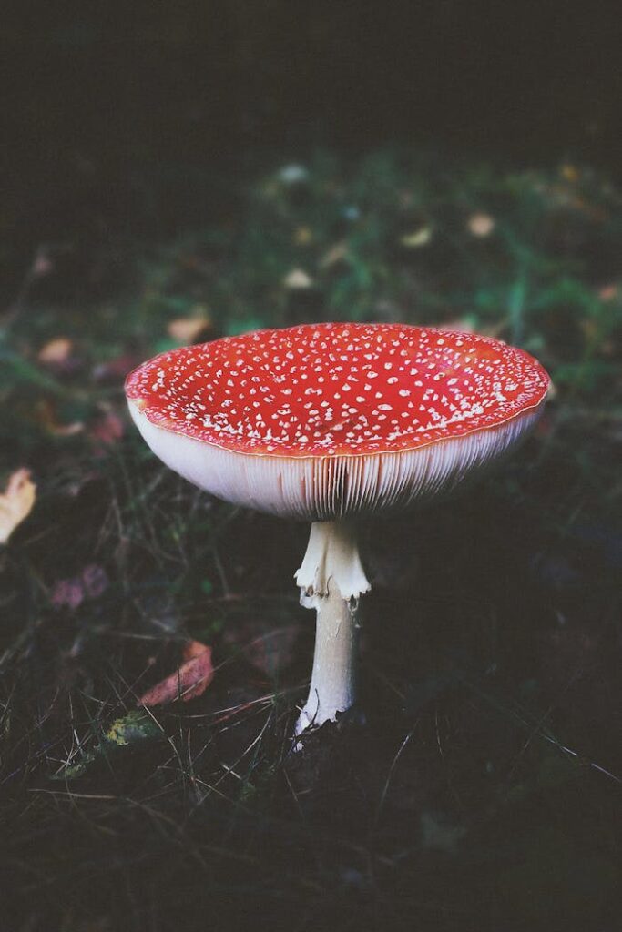 Amanitas