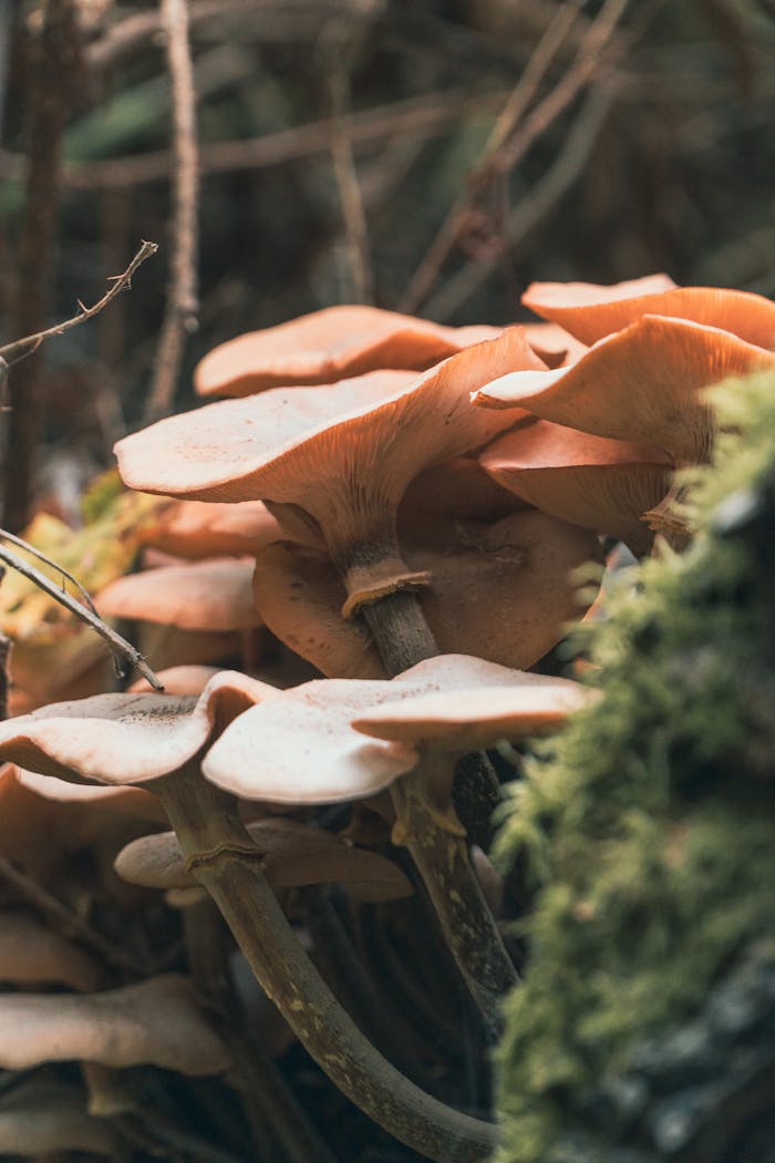 Detailed macro shot of orange mushrooms growing on a moss-covered surface in Redditch.