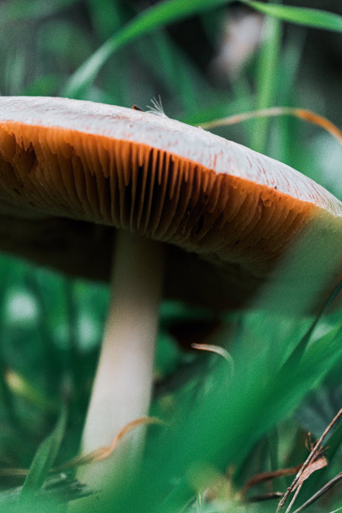 Detailed view of a wild mushroom growing amidst vibrant green grass, showcasing its gills and stem.