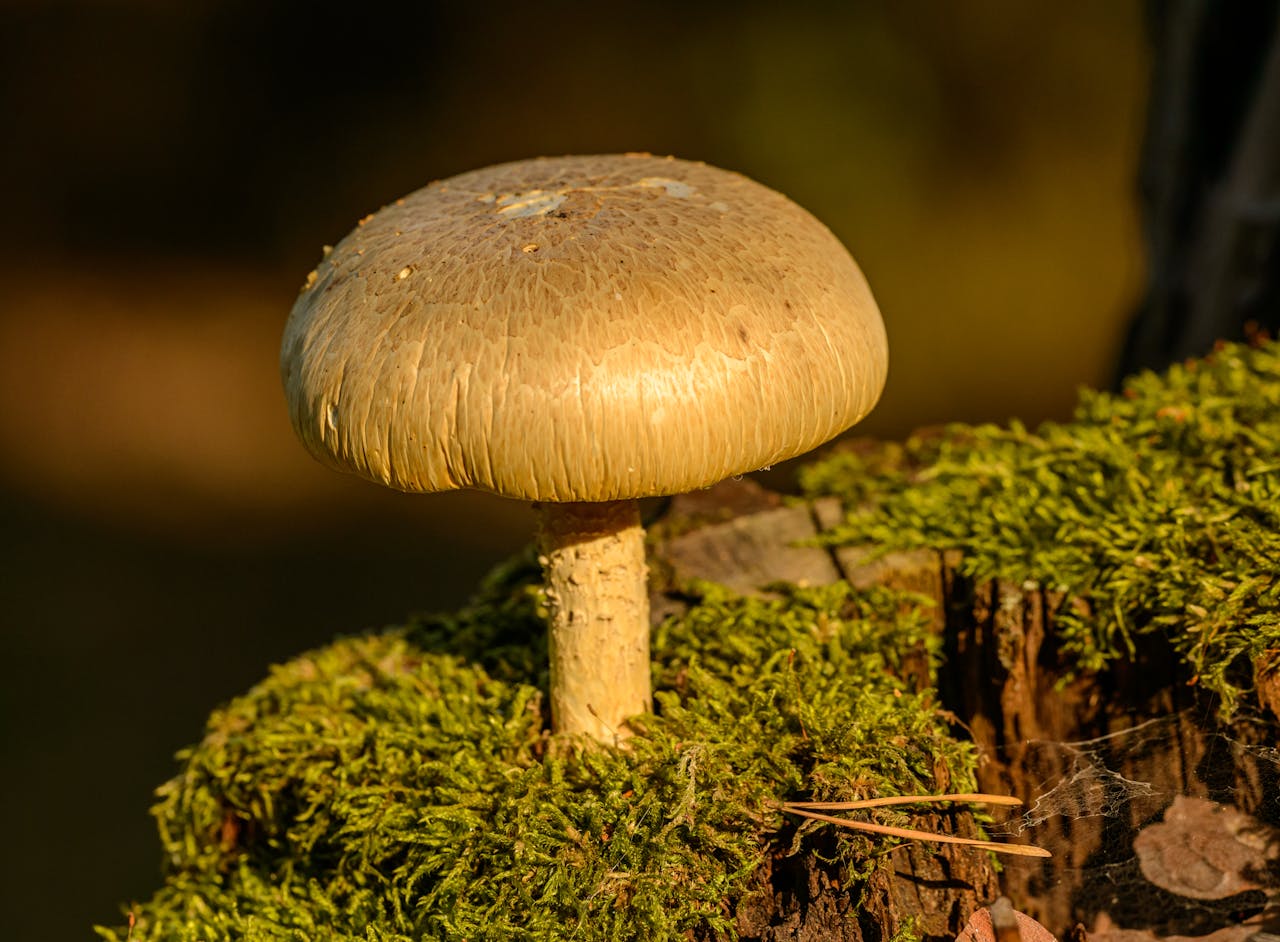 Detailed view of a mushroom flourishing on a moss-covered tree stump in natural light.