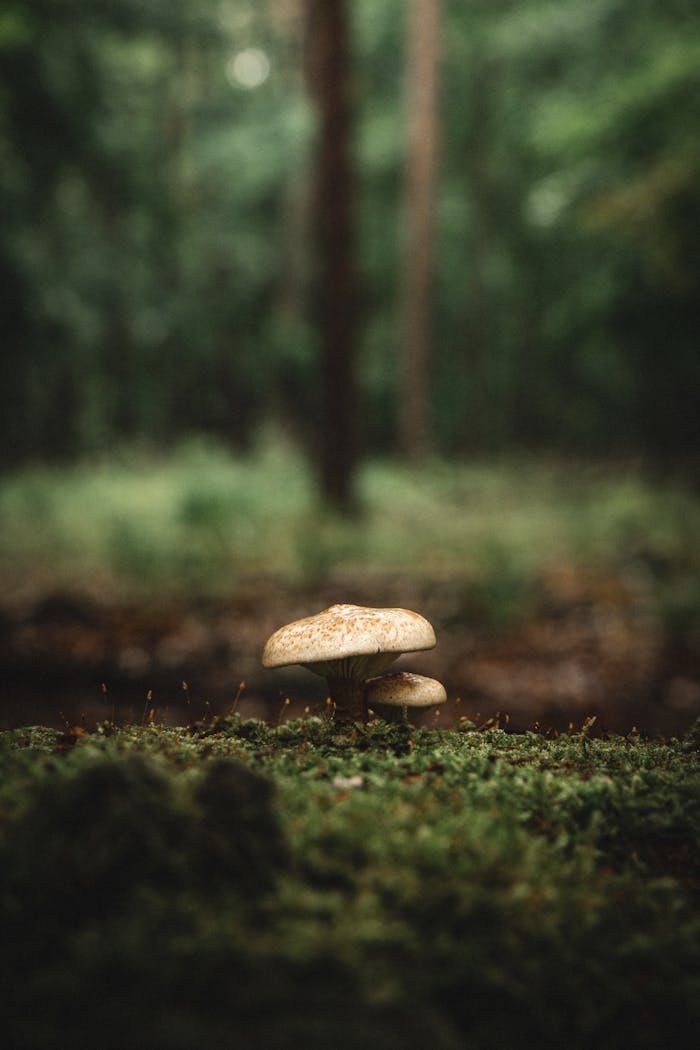 Close-up of mushrooms on moss in a forest, capturing the tranquility and mystery of nature.